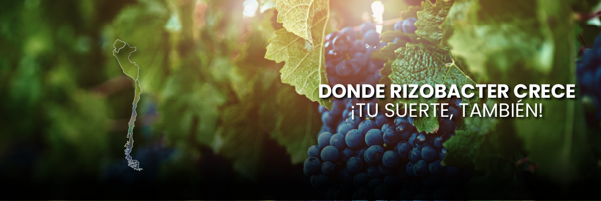 HEADER_LATAM OP 01