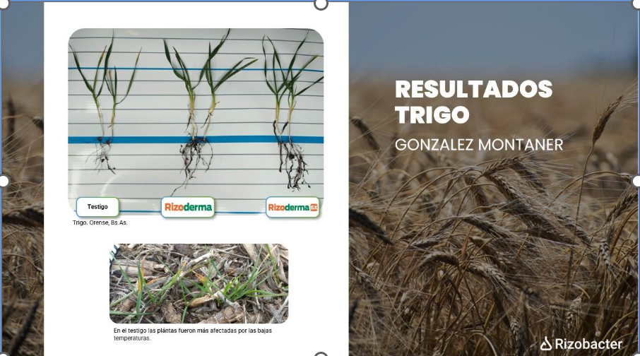 Mas germinación. Mas vigor. Más rinde real. Mas germinación. Mas vigor. Más rinde real.