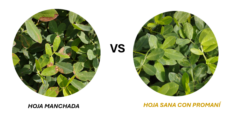 Hoja manchada vs hoja sana con Promaní Hoja manchada vs hoja sana con Promaní